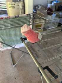 Lost Galah Cockatoo