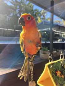 Lost Conure
