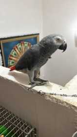 Lost African Grey