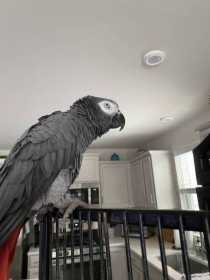 Lost African Grey