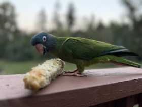 Lost Conure