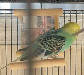 Lost Budgerigar