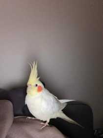 Lost Cockatiel