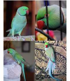 Lost Indian Ringneck Parakeet