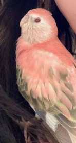 Lost Bourke's Parakeet