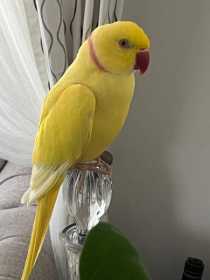 Lost Indian Ringneck Parakeet