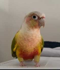 Lost Conure