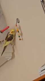 Lost Cockatiel