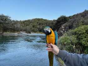 Lost Macaw