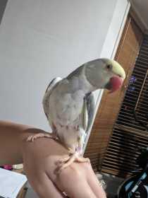 Lost Indian Ringneck Parakeet