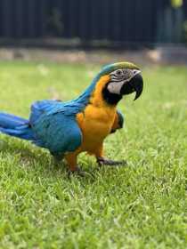 Lost Macaw