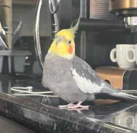 Lost Cockatiel