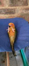 Lost Conure