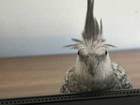 Lost Cockatiel