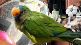 Lost Conure