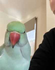 Lost Indian Ringneck Parakeet