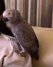 Lost African Grey