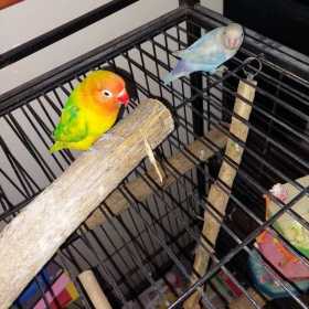 Lost Lovebird