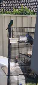 Lost Cockatiel