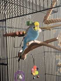Lost Budgerigar