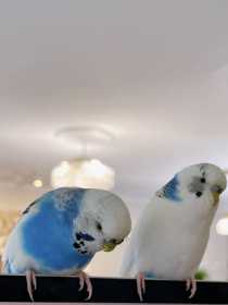 Lost Budgerigar