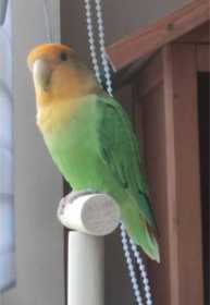 Lost Lovebird