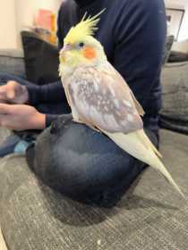 Lost Cockatiel