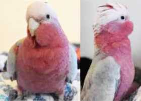 Lost Galah Cockatoo
