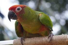 Lost Conure