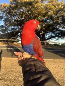 Lost Eclectus