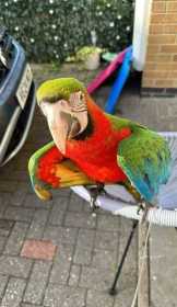 Lost Macaw