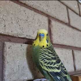 Lost Budgerigar