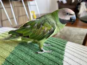 Lost Mustached / Moustached Parakeet
