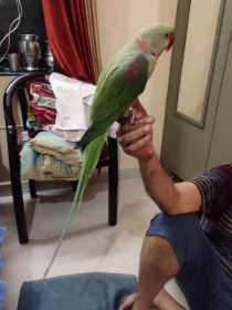 Lost Alexandrine