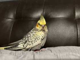 Lost Cockatiel