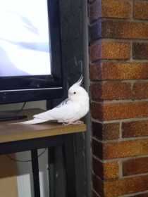 Lost Cockatiel