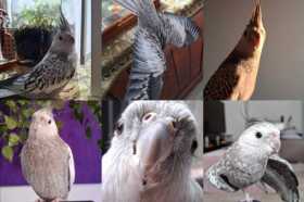 Lost Cockatiel