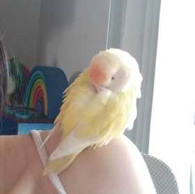 Lost Lovebird