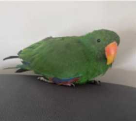 Lost Eclectus