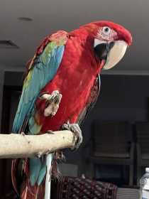 Lost Macaw