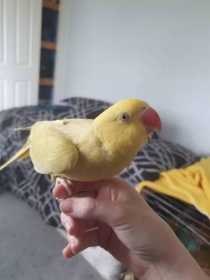 Lost Indian Ringneck Parakeet
