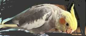 Lost Cockatiel