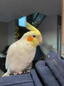 Lost Cockatiel