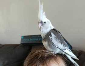 Lost Cockatiel