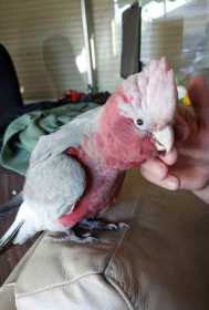 Lost Galah Cockatoo