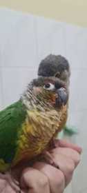 Lost Conure