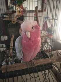 Lost Galah Cockatoo