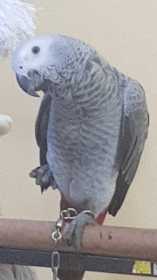 Lost African Grey