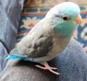 Lost Parrotlet