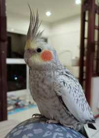 Lost Cockatiel